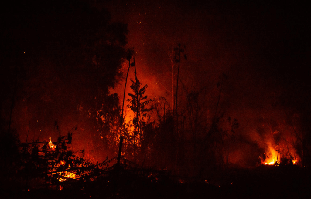 As queimadas iniciadas no início do mês de setembro de 2020, atingiram fortemente as aldeias Ka’a kyr e Cajueiro, na Terra Indígena Alto Rio Guamá. (Foto: Cícero Pedrosa Neto/Amazônia Real-26/09/2020)